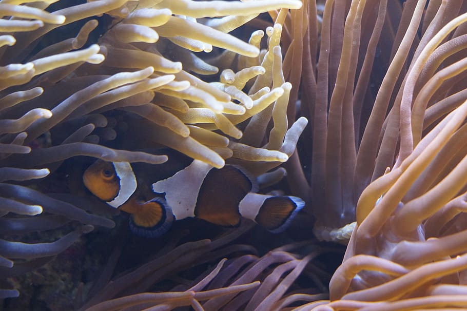 anemones, sea anemones, underwater world, aquarium, sea, creature, underwater, water, meeresbewohner, anemone