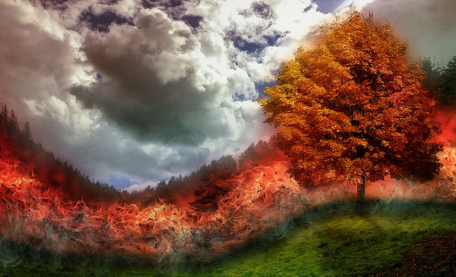 brown, tree, grassfield, fire, brand, forest fire, flame, meadow, photoshop, transience