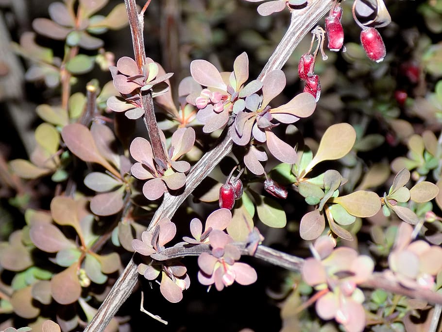 barberry, leaves, berry, night photo, plant, growth, flower, flowering plant, beauty in nature, fragility