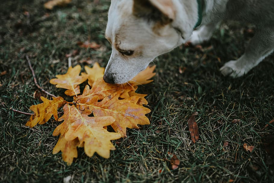 otoño, hojas, suelo, hojas de otoño, amarillo, móvil, teléfono inteligente, marrón, perro, mascotas