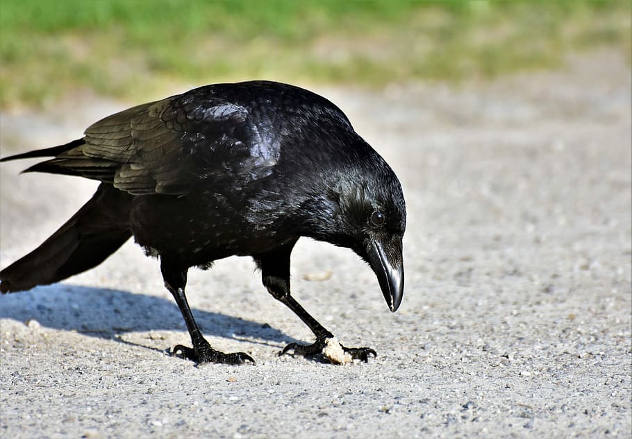 black, crow, concrete, ground, raven, raven bird, bird, feather, bill, carrion crow