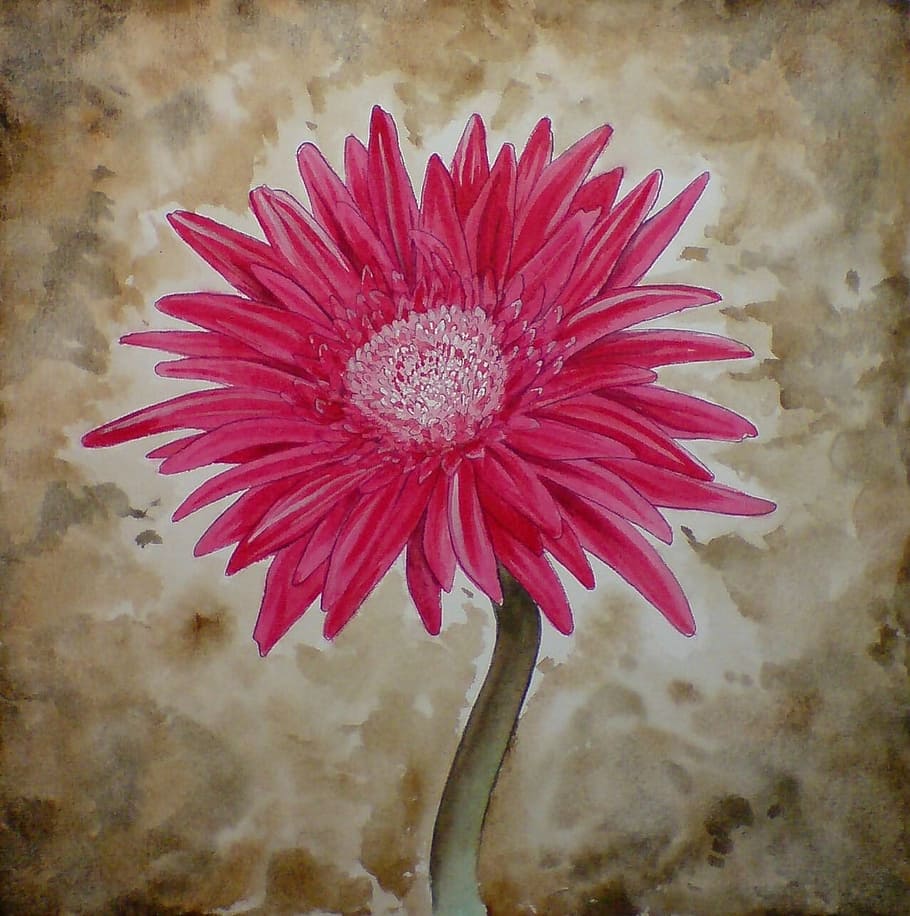 Gerbera, Flower, Pink, Blossom, Bloom, pink, blossom, painting, watercolor, watercolour, nature