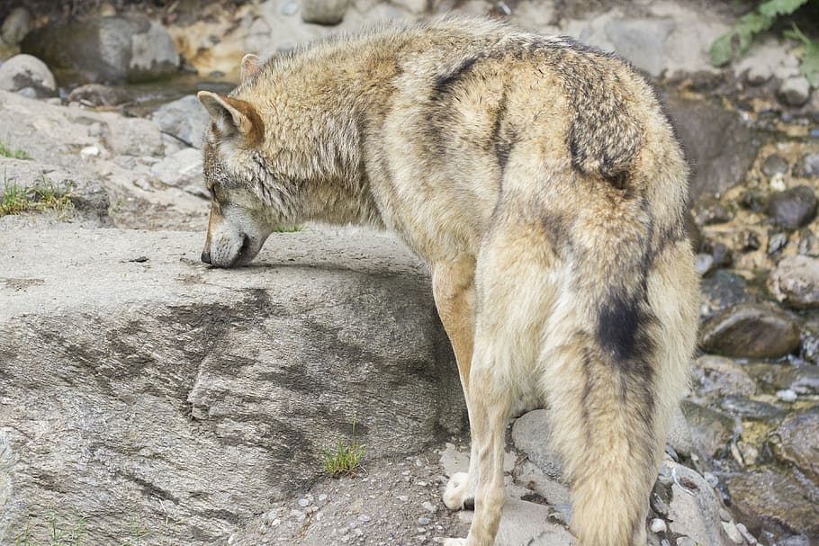 wolf, canis lupus, wild animal, canine, hunter, zoo, fur, european wolf, stone, sniffing