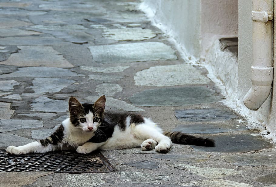 cat, cats, kitten, kos, the island of kos, greece, road, animal, animals, wild animal