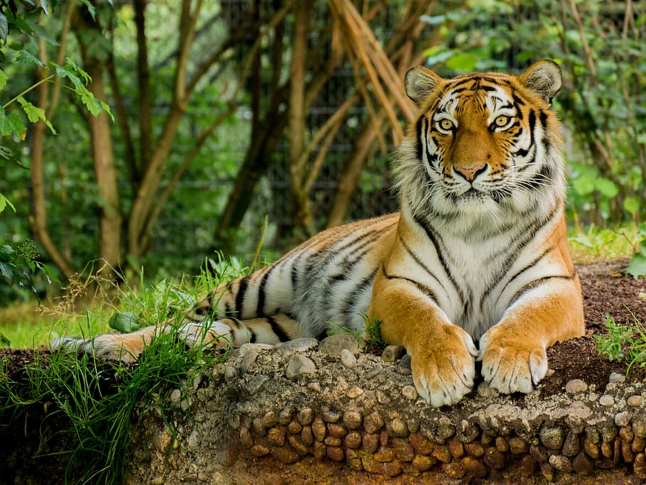 bengal tiger, lying, ground, tiger, predator, animal, dangerous, zoo, animal themes, feline