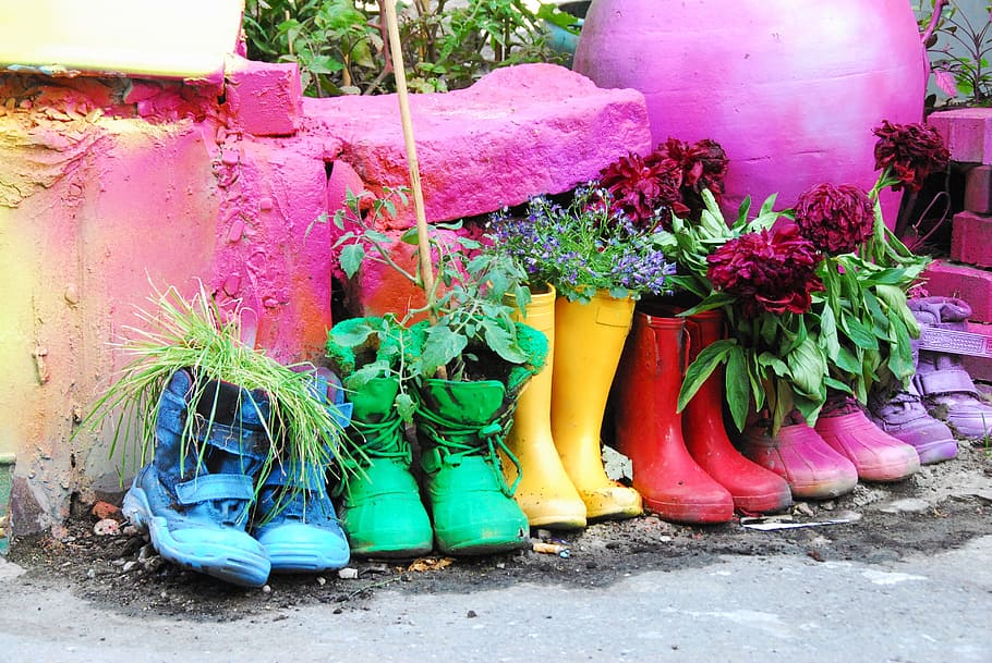 rain boots, color, garden, bright, rainbow, day, plant, flowering plant, flower, nature