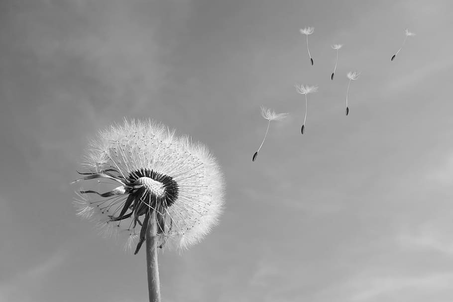 민들레 회색조 사진, 민들레, 바람, 날 려, 씨앗, 일반적인 비행, 하늘, 꽃, 검은, 흰색
