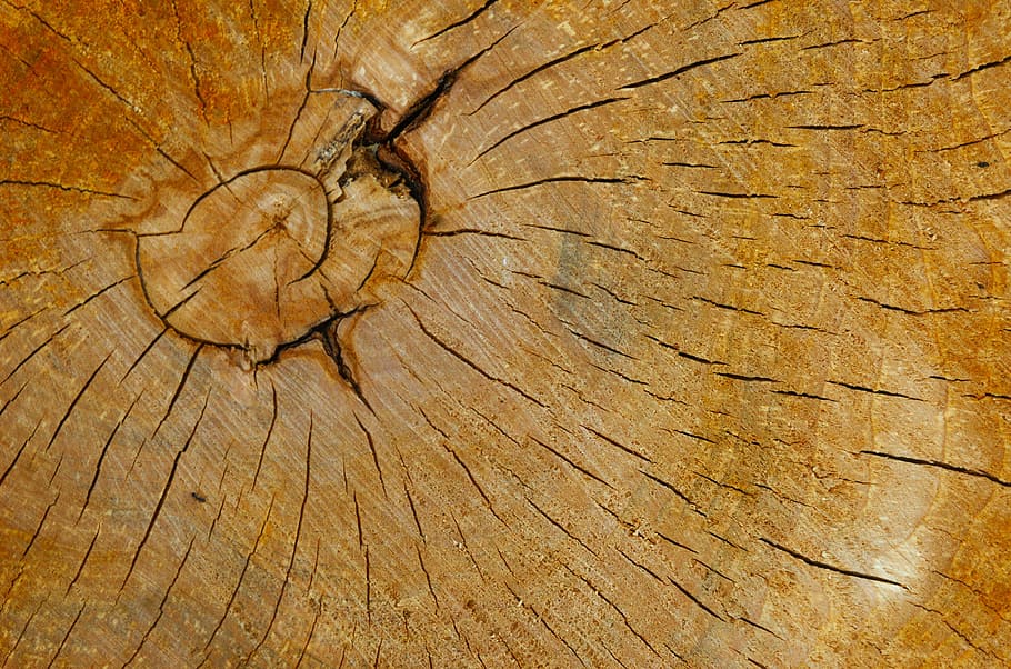 Grão de madeira, textura, madeira, textura de madeira, árvore, nó, rachado, resistiu, natural, anel de árvore