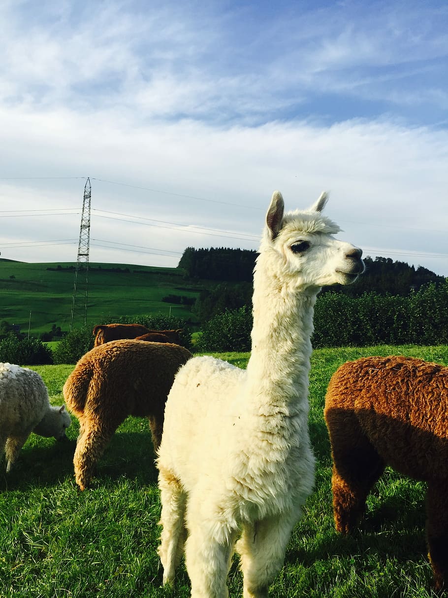 Alpaca, St Gallen, Nature, Animals, landscape, switzerland, white alpaca, cloud - sky, livestock, domestic animals