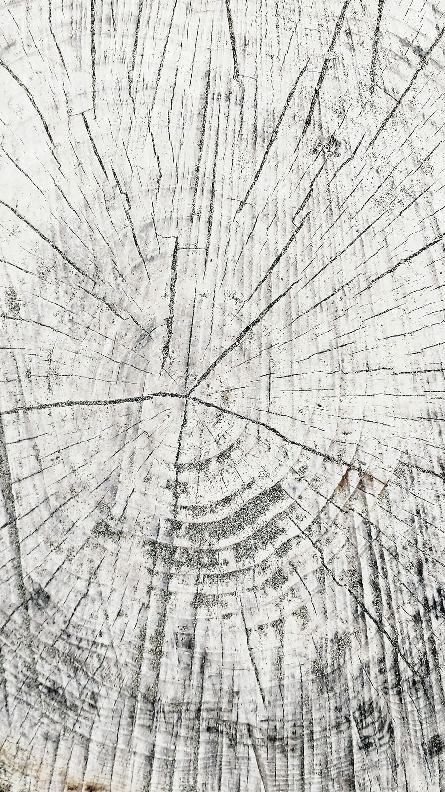 Grano de madera, tocón de árbol, madera, blanco, natural, textura, naturaleza, patrón, anillos de árbol, texturado