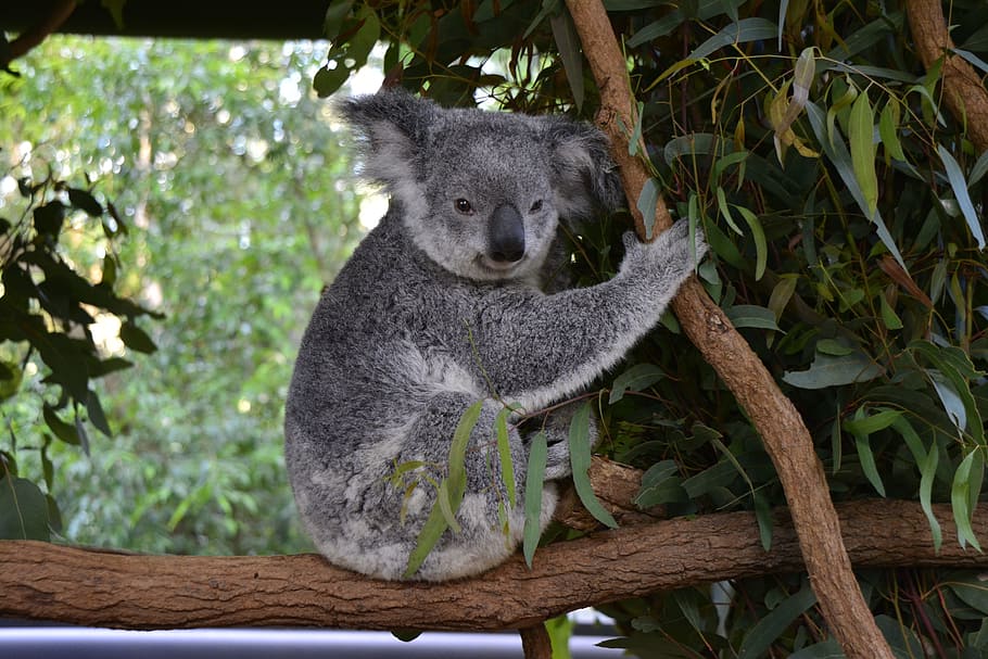 australia, koala, brisbane, animal, wildlife, native, cute, queensland, tree, grey