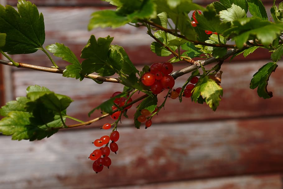 john berry, red, green, fruit, summer, food and drink, food, healthy eating, plant part, plant