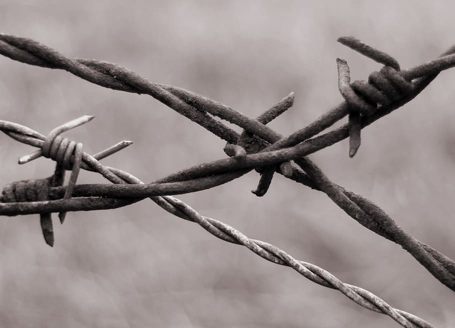 Barbed Wire, Close, Wiring, Limit, demarcation, fence, pointed, wire, thorn, protection