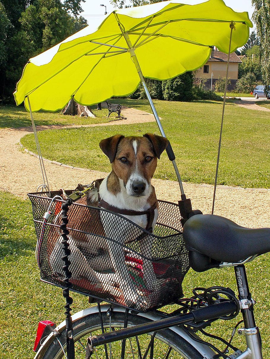 jack russel terrier, cão, bicicleta, tela, um animal, temas animais, canino, mamífero, animais de estimação, grama
