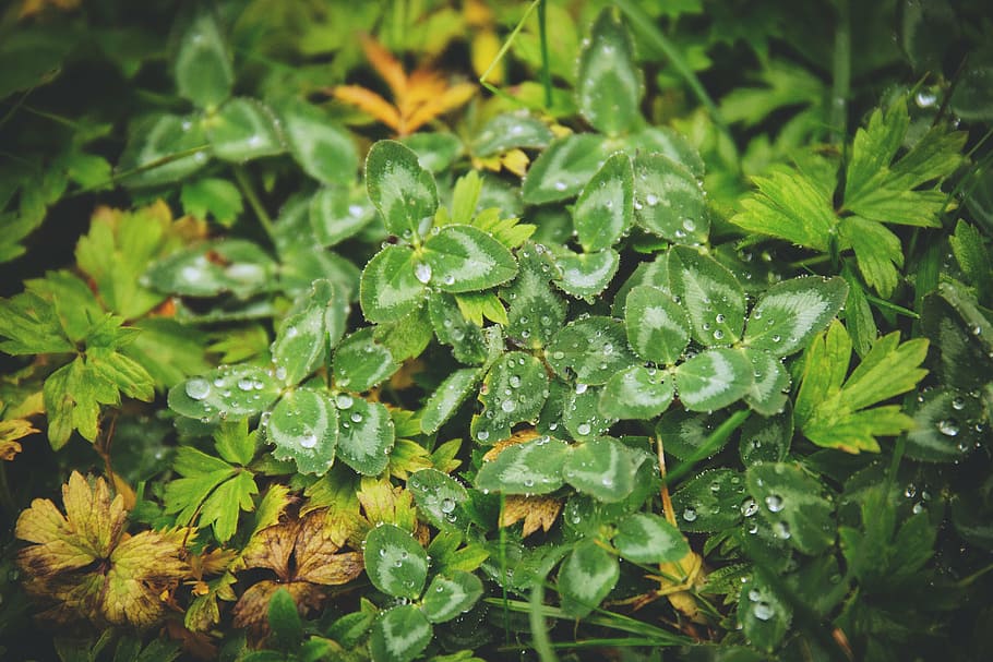 green, leafed, plant, dew drop, focus, photography, leaf, plants, leaves, nature