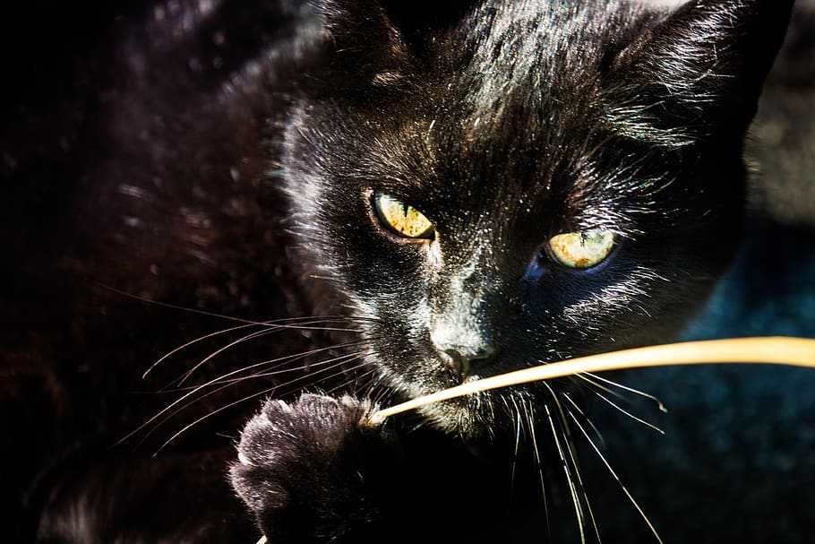 gato, preto, olho, olhos de gato, fechar-se, bonito, olhos, mundo animal, vista, buceta
