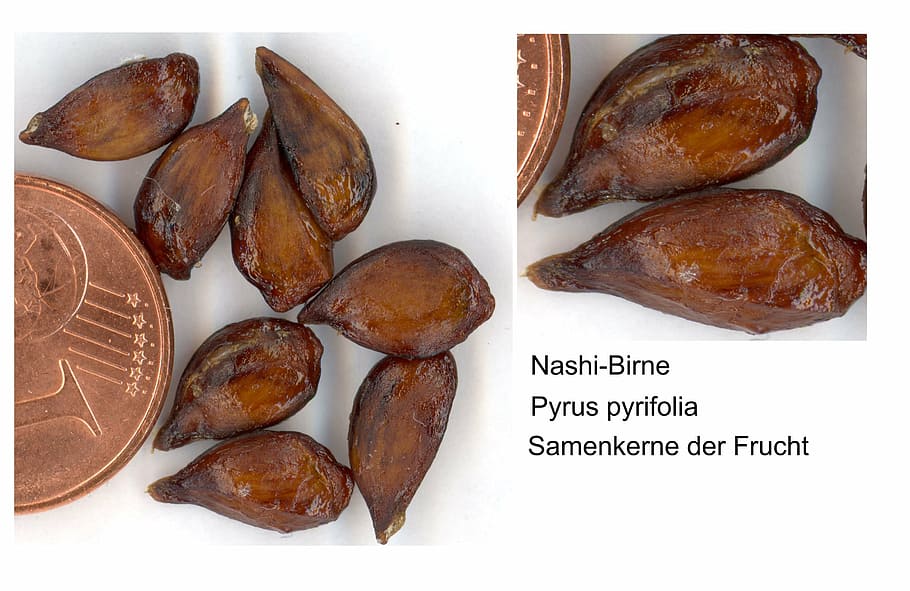nashi pear, sweet, fruit, exot, scanners, food, eat, tropical, food and drink, freshness