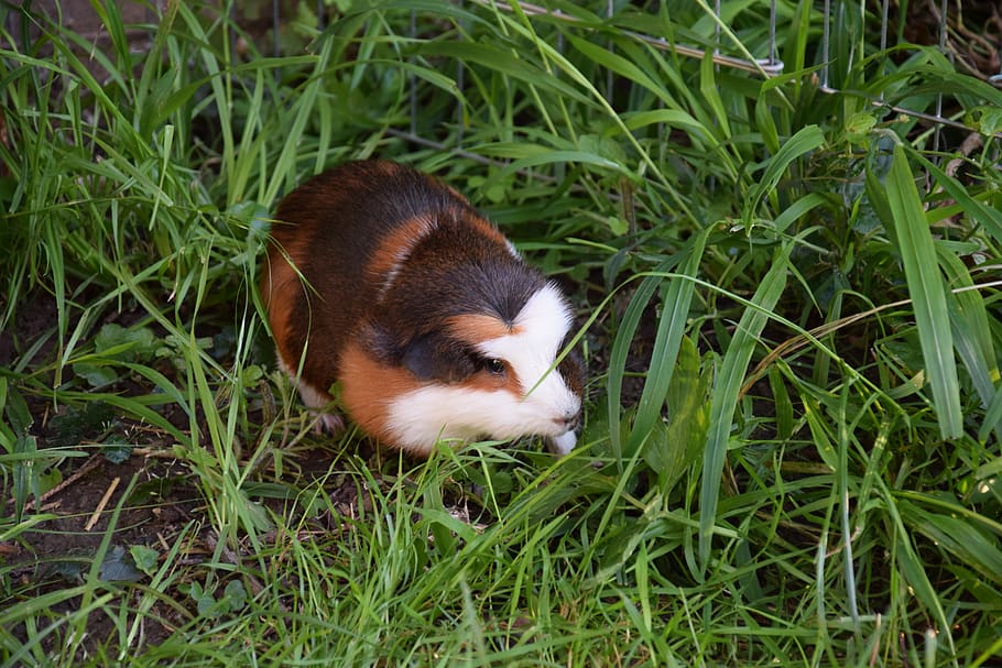 guinea pig, rodent, pet, smooth hair, cute, guinea pig house, animals, small animals, one animal, animal themes