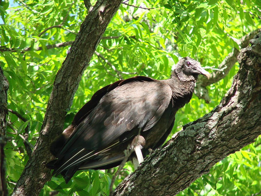black vulture, vulture, bird, black, carrion, scavenger, tree, animal wildlife, animals in the wild, plant