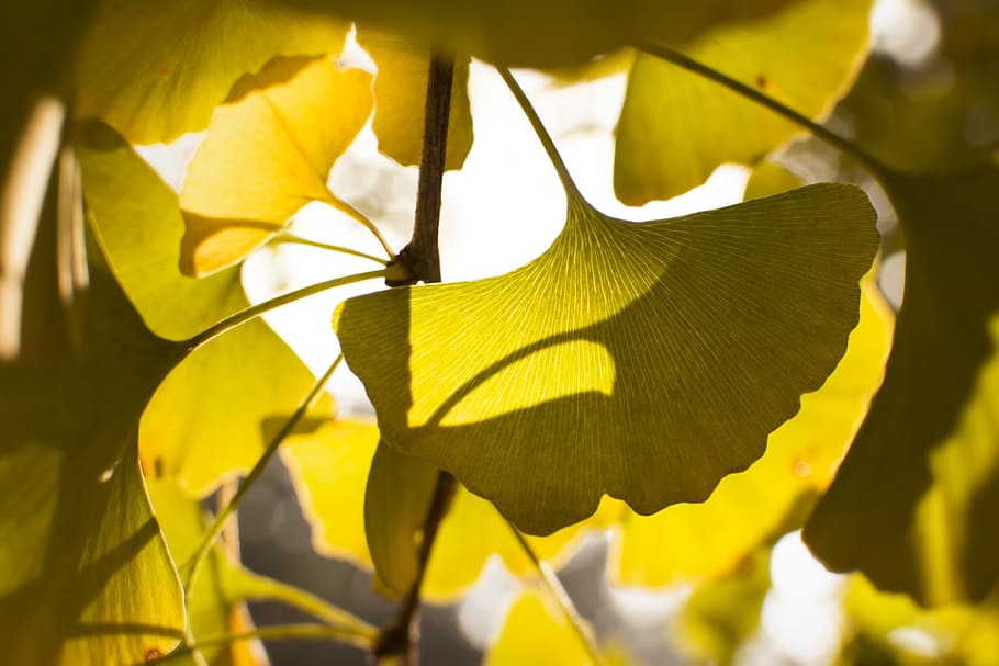 verde, hojeado, foto de primer plano de la planta, ginkgo, sol, retroiluminación, oro, otoño, árbol, hoja