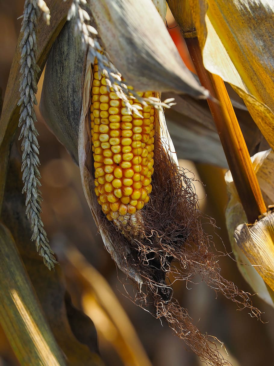 corn, agriculture, cereals, nature, culture, epi, but sunny, corn fields, corn field, corn husks