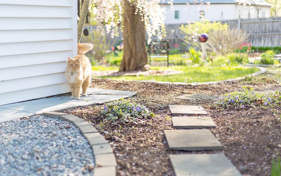 cat, animal, outdoors, feline, domestic, house, yard, grass, dirt, patio