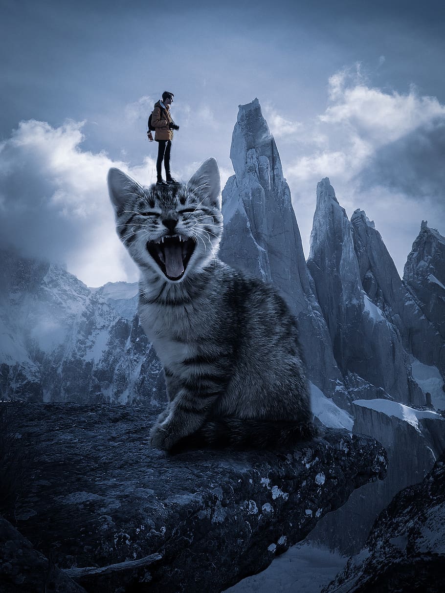 cat, man, mountain, dom, nature, hiking, hiker, person, landscape, mountains