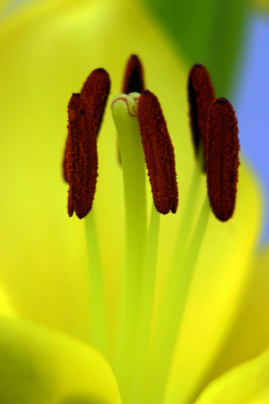 Lily, Macro, Yellow, Flower, Stamp, flower stamp, growth, plant, freshness, close-up