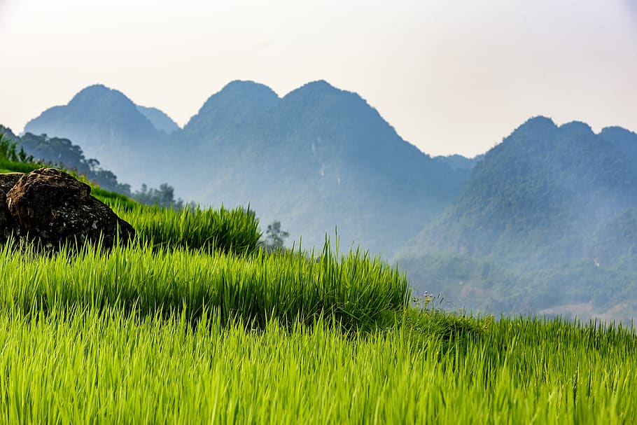 pu luong nature reserve, thanhhoa province, agriculture, asia, background, beautiful, environment, field, green, highland