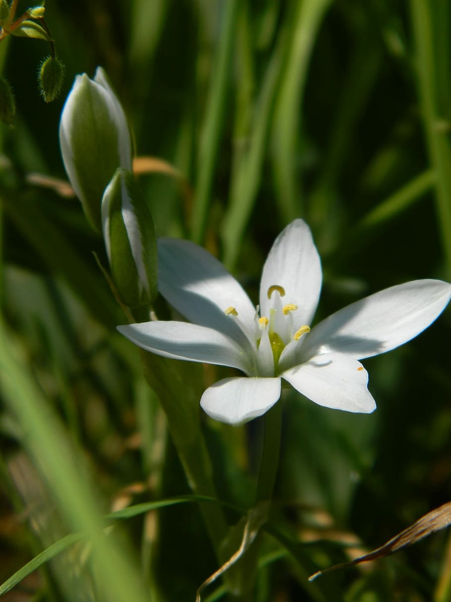Sagina Nodosa, 花, チケット, 白, チケット5枚, 小, 15 cm, 北ヨーロッパ, パック, マクロ