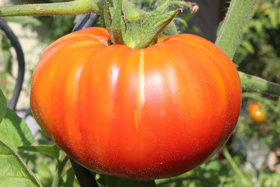 tomato, beefsteak tomato, vegetables, vegetable, food, food and drink, close-up, red, healthy eating, freshness