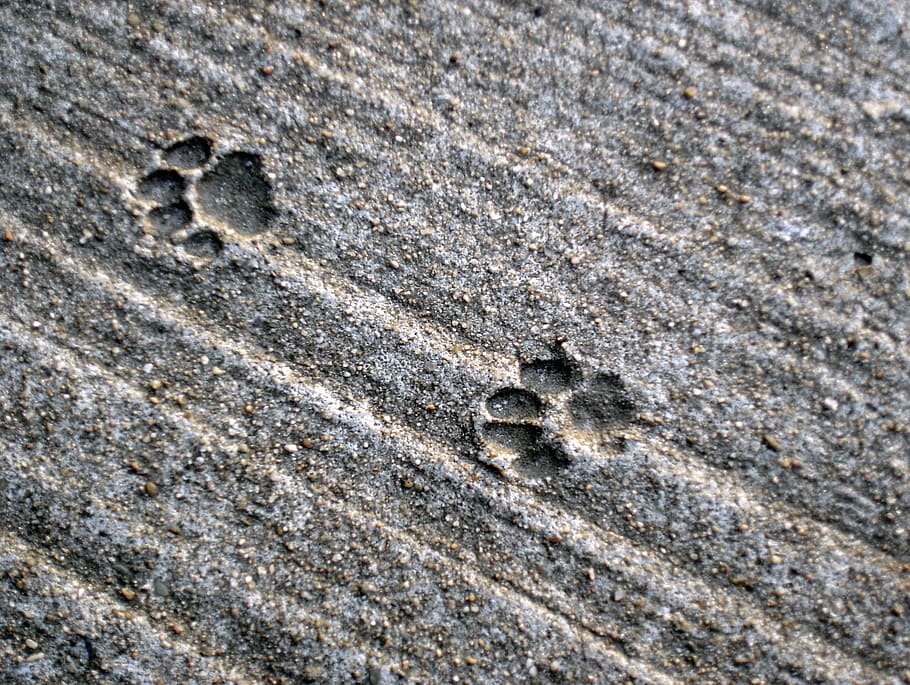 traces, cat, track, concrete, paws, paw print, animal track, trace, textured, full frame