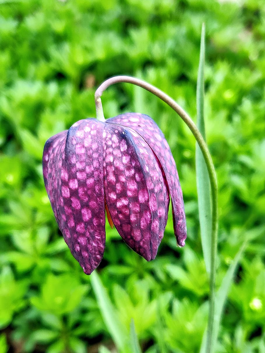 flower, outdoors, purple, garden, snake's head fritillary, spotted, closeup, plant, growth, beauty in nature