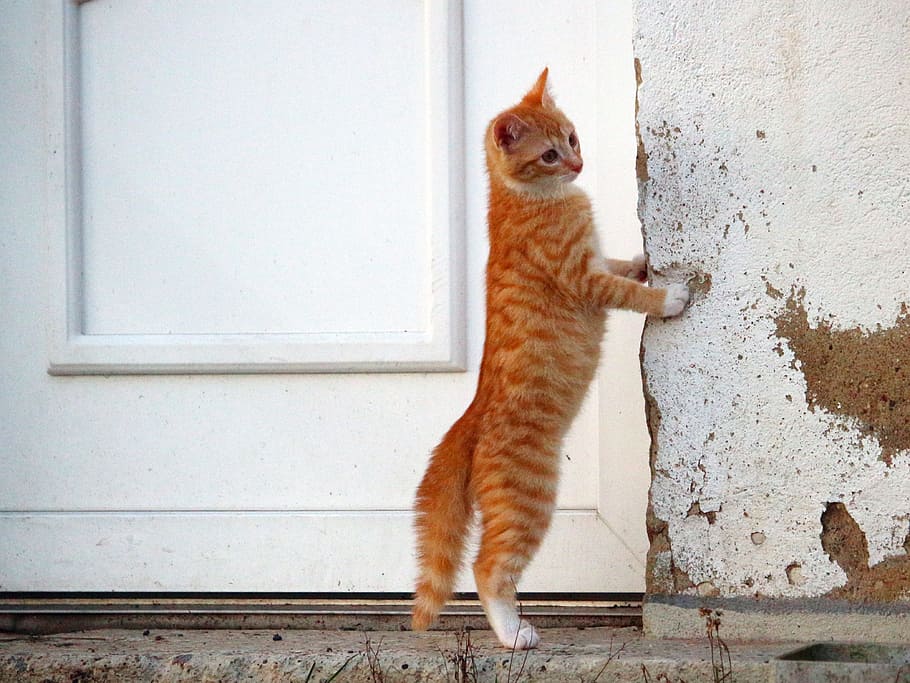 orange, tabby, cat, standing, white, wooden, door, orange tabby, tabby cat, kitten