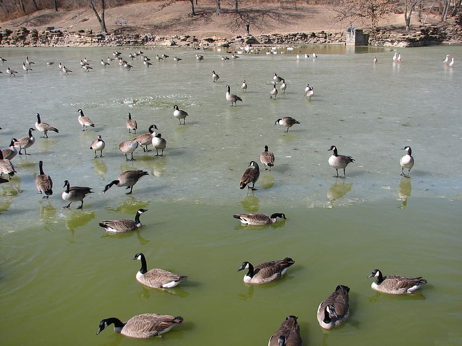 geese, goose, gander, bird, fowl, canada, pond, water, frozen, ice