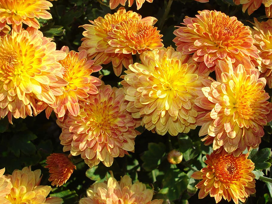 Momias, Crisantemo, Otoño, Flores, naranja, amarillo, arbusto, floreciente, autmn, multicolor