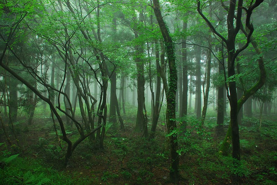 bosque, cubierto, niebla, durante el día, madera, isla de jeju, cuatro ryeoni, naturaleza, árbol, hoja