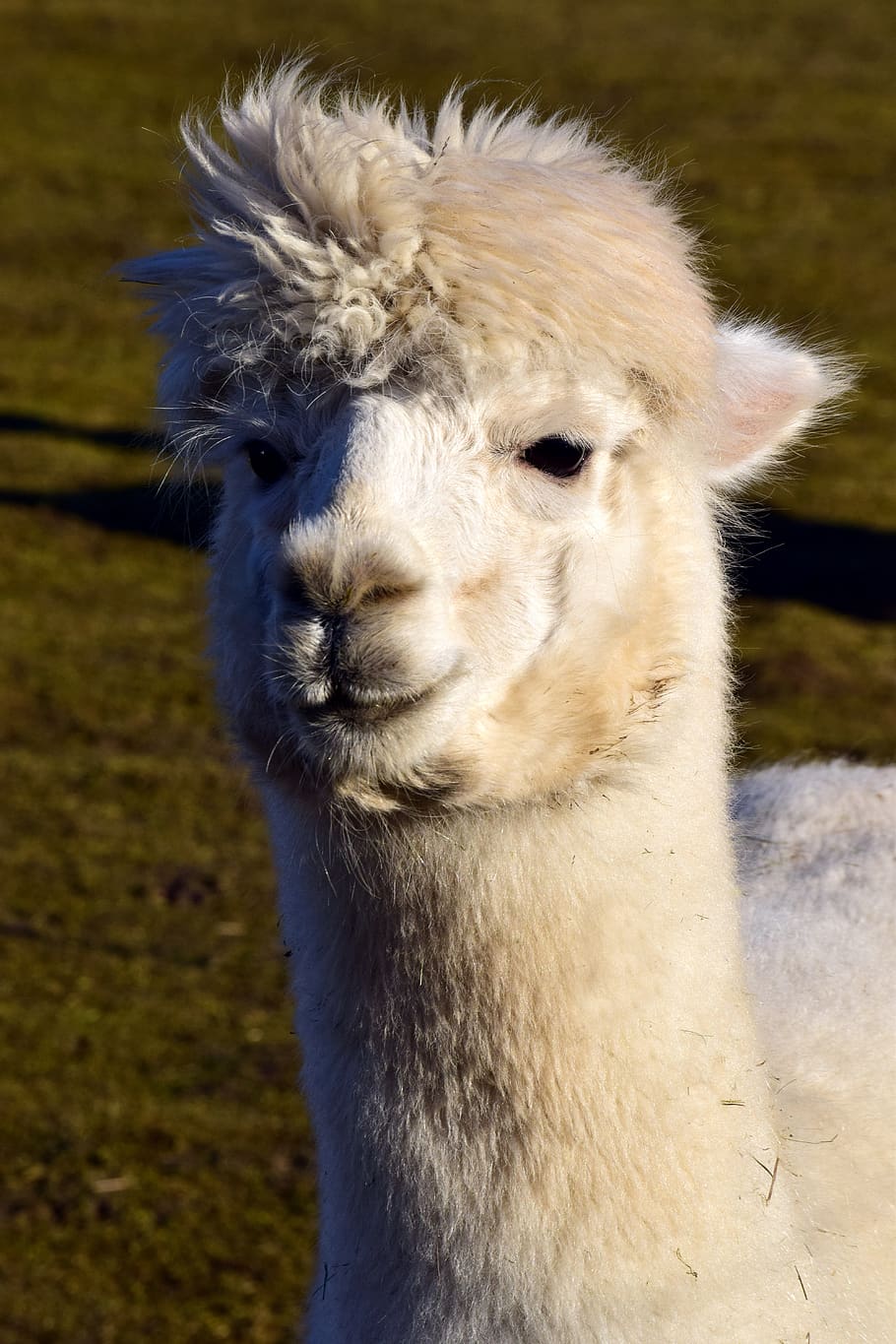 mammal, wool, alpaca, animals, portrait, head, white, fluffy, cute, eyes