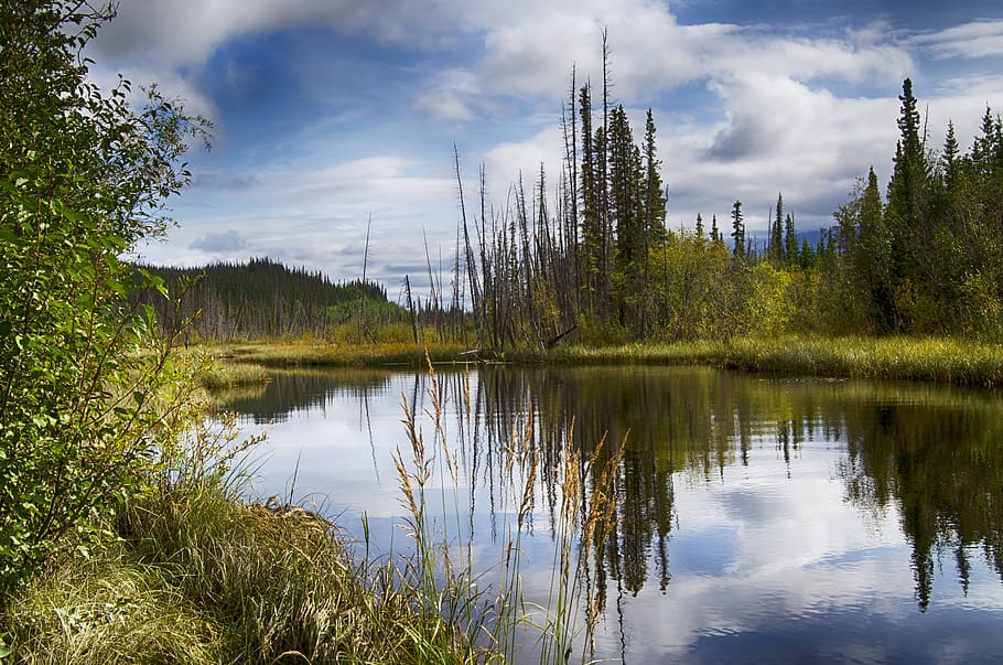 alaska, reflection, pond, pool, bog, water, arctic, landscape, usa, wilderness