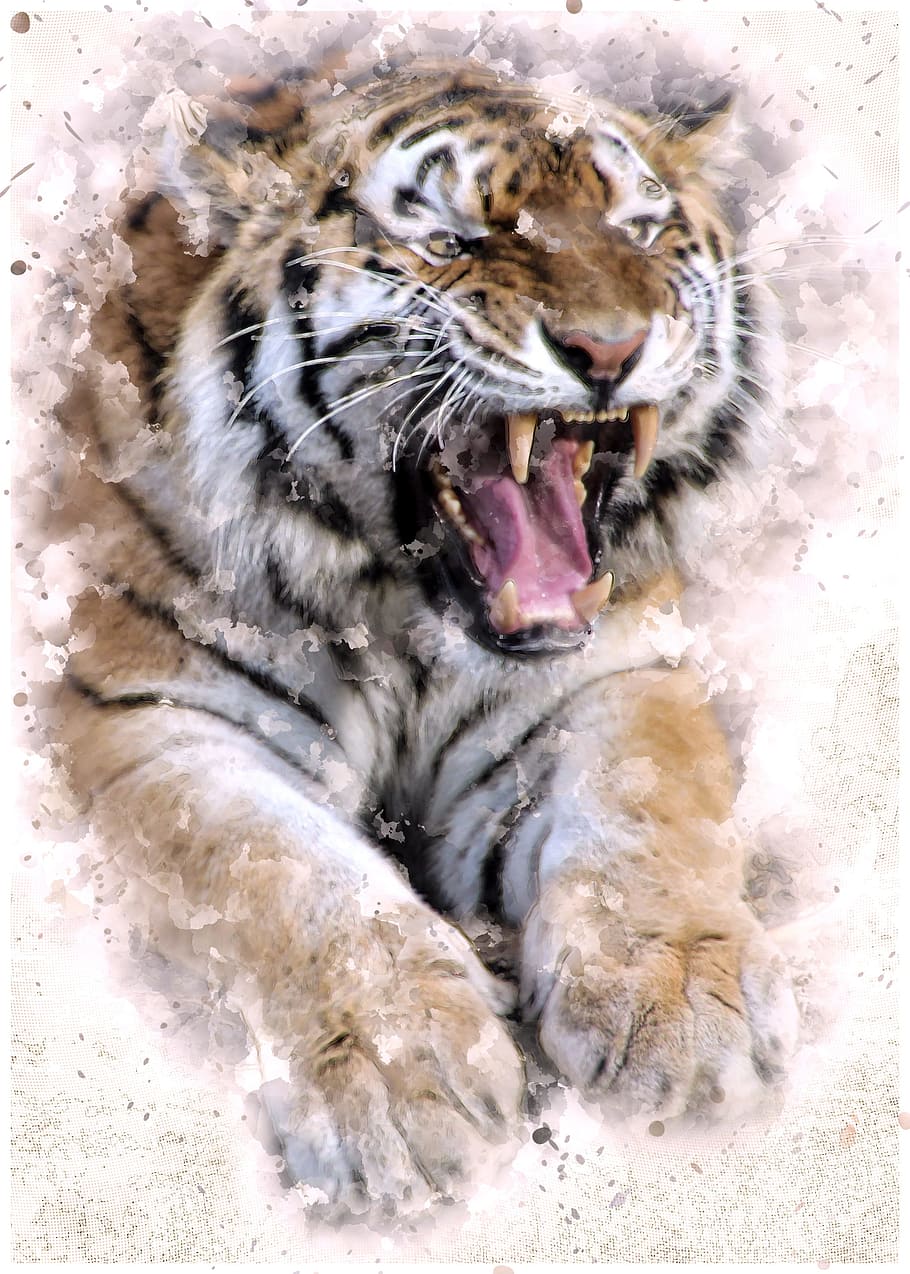 brown, black, tiger illustration, tiger, cat, predator, animal, tooth, roar, dangerous