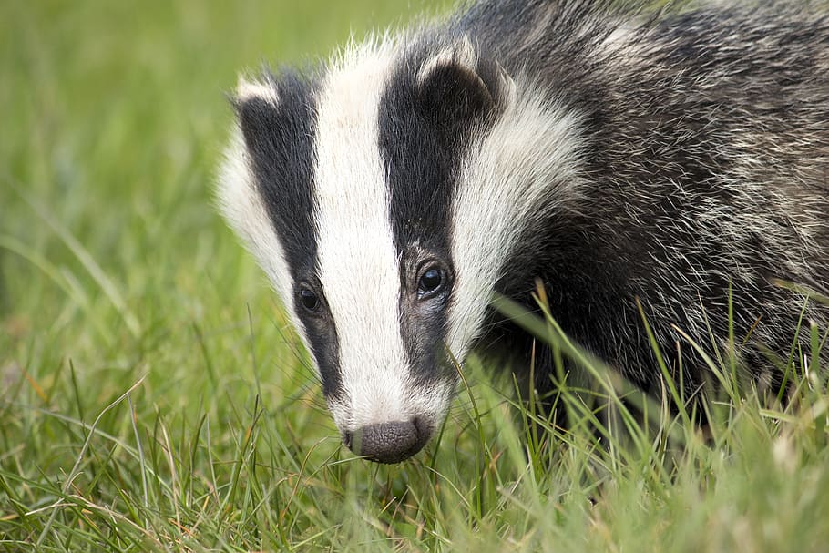 black, white, skunk, badger, wildlife, english, nature, british, environment, black white