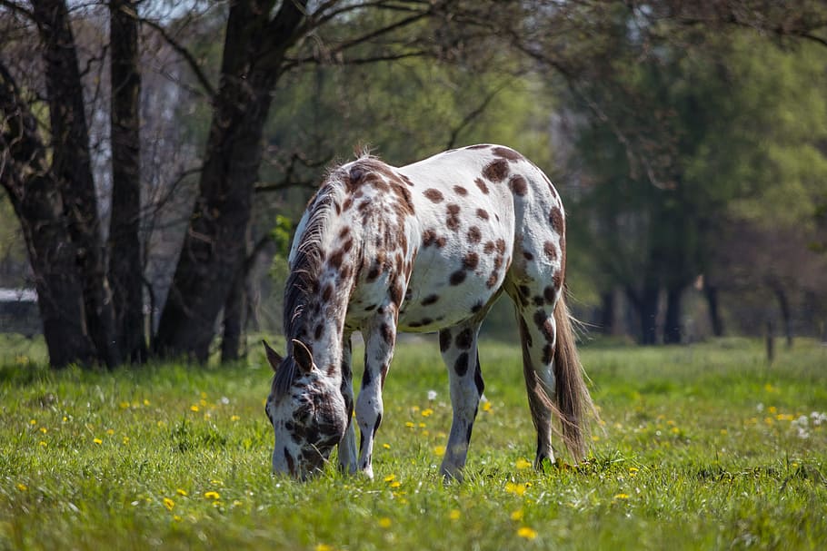 white, brown, horse, eating, green, grass, pasture, coupling, apaloosa, graze