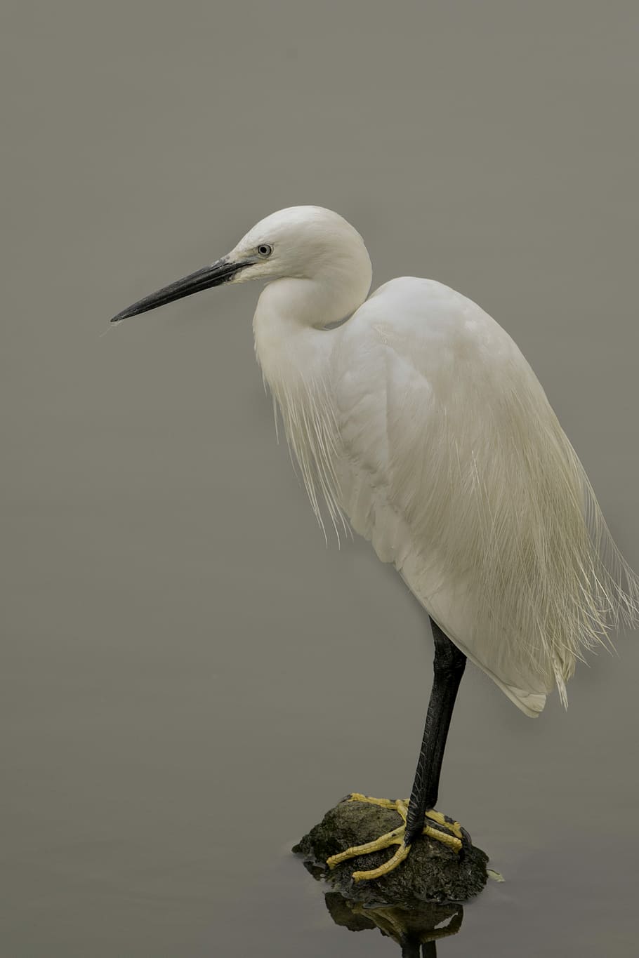 white, heron, standing, stone close-up photo, bird, wildlife, feather, animal, nature, egret