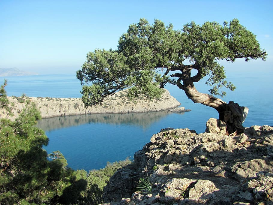 crimea-sea-tree-summer.jpg