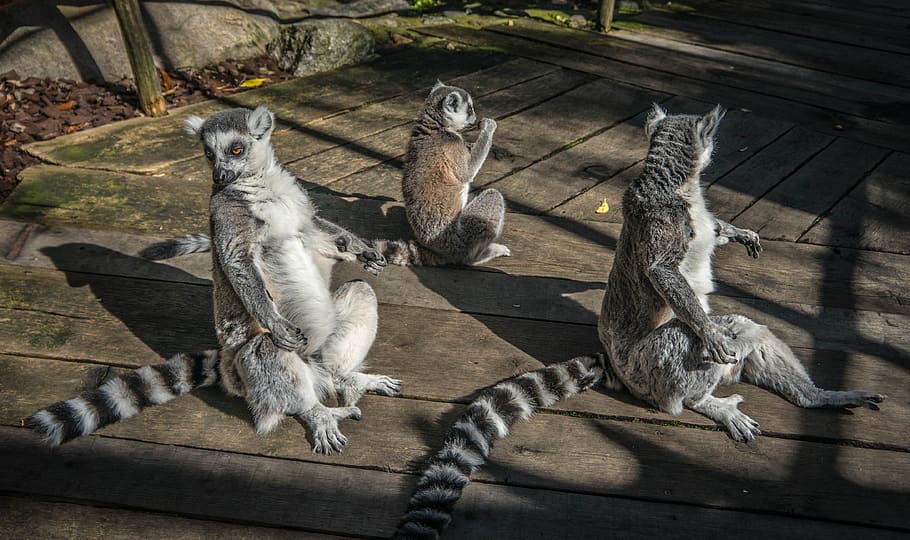 lemurs, nature, animal, lemuriformes, primate, ring-tailed lemur, lemur catta, strepsirrhini, strepsirrhini primate, park