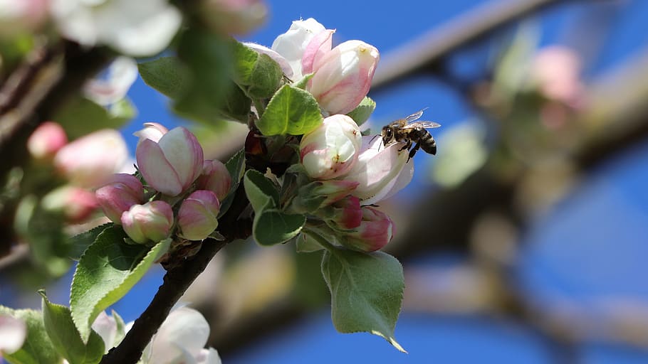 lebah, serangga, lebah madu, sayap, merapatkan, mekar, mekar apel, bunga, tanaman berbunga, tanaman