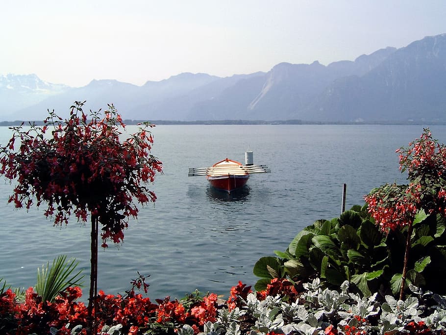 Água, Suíça, barco a remo, mais, flores, lago genebra, montreux, suave como vidro, flor, natureza