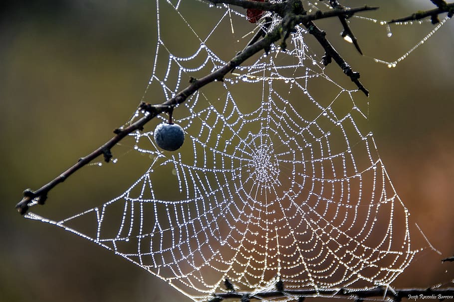 web, drops, moisture, spider web, fragility, focus on foreground, vulnerability, close-up, spider, nature