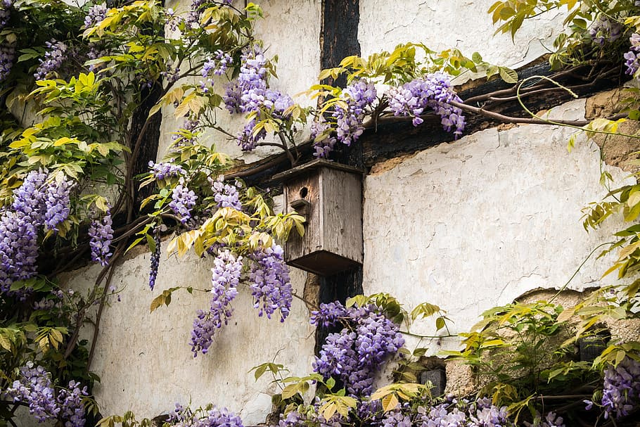 purple flower, aviary, truss, wisteria, home, wall, fachwerkhaus, old, purple, blue rain