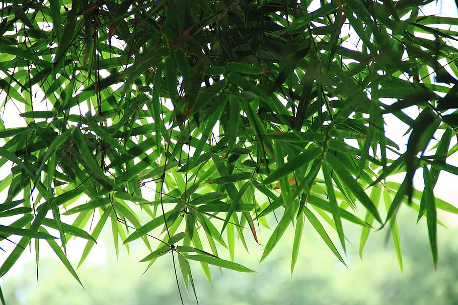 fotografía de primer plano, verde, hojas, bambú, primavera, Hoja, parte de la planta, planta, color verde, árbol